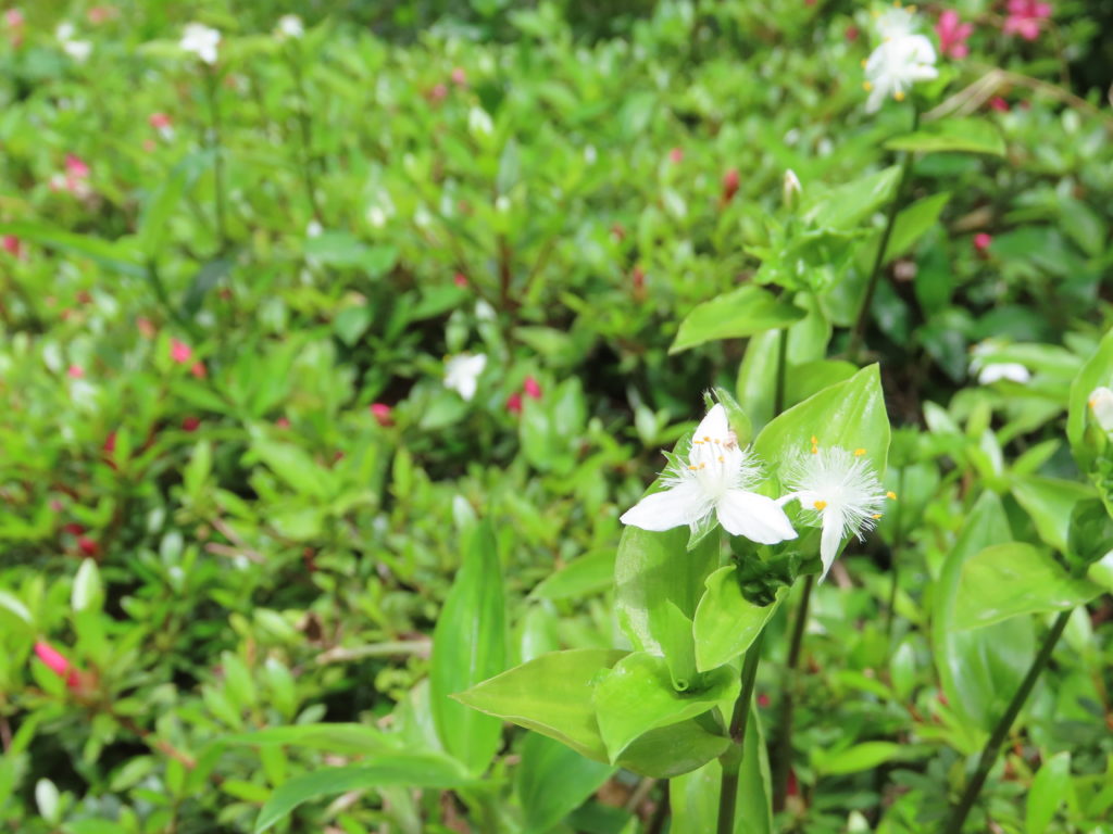 トキワツユクサ 白い花 葉が瑞々しくて春の雰囲気 Kapok Fintech