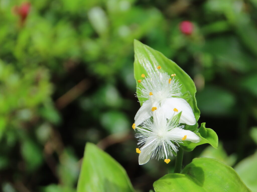 トキワツユクサ 白い花 葉が瑞々しくて春の雰囲気 Kapok Fintech
